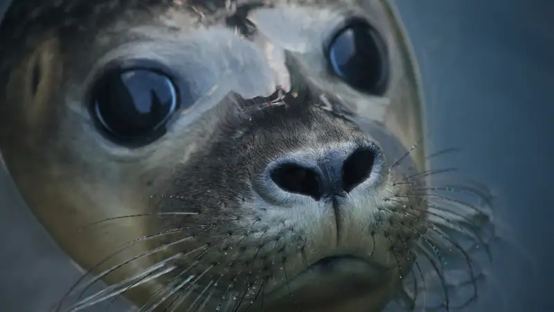 Кадры спасения тюленя на Каспии растрогали Казнет