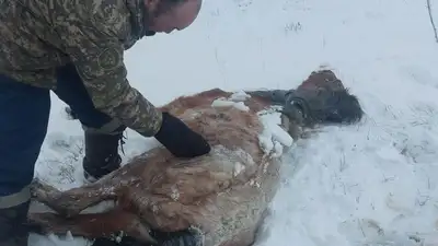 Падеж лошадей в Улытау, причина, фото - Новости Zakon.kz от 26.03.2024 12:42