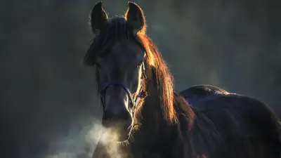 Массовый падеж лошадей: стоит ли казахстанцам ожидать роста цен на конину, фото - Новости Zakon.kz от 26.03.2024 11:51