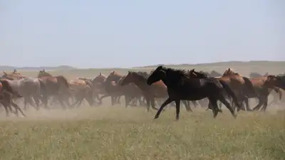 Кокпар на дороге в Алматинской области