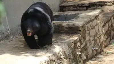 Новых медвежат впервые показали в зоопарке Алматы