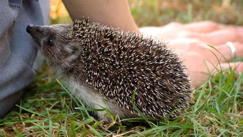 Женщина подобрала пушистый помпон, перепутав его с ежом