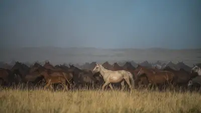 Кокпар на трассе: организаторов наказали в Алматинской области, фото - Новости Zakon.kz от 28.03.2024 17:29