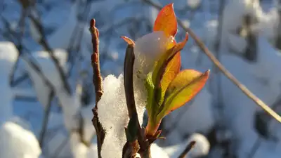 Морозы до -10°C возвращаются в Казахстан, фото - Новости Zakon.kz от 29.03.2024 12:32