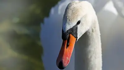 Сказочные птицы появились в Ботаническом саду Алматы, фото - Новости Zakon.kz от 29.03.2024 11:27