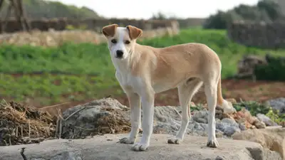 Усыплять дешевле: почему депутаты не хотят отказываться от эвтаназии животных, фото - Новости Zakon.kz от 29.03.2024 18:35