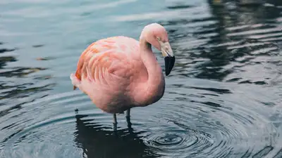 Красивую стаю фламинго показал житель Актау, фото - Новости Zakon.kz от 29.03.2024 16:20