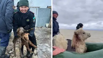 Верблюды в лодке, ягнята в охапке: как спасатели помогают четвероногим в Актюбинской области