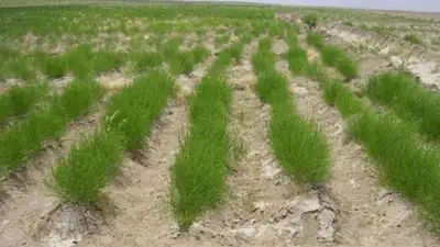Засуха, климат, Кызылорда, Приаралье