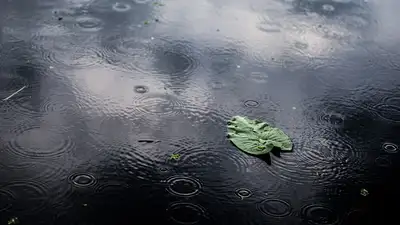 дождь, фото - Новости Zakon.kz от 30.03.2024 16:05