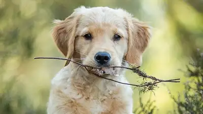 Собака, фото - Новости Zakon.kz от 02.04.2024 05:21