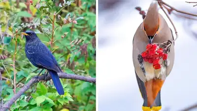 Впечатляющие портреты: фотограф показал редких пернатых Казахстана, фото - Новости Zakon.kz от 01.04.2024 12:42