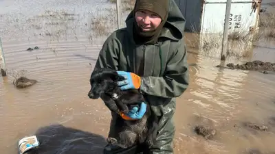 &quot;Он бы утонул&quot;: брошенного на цепи щенка спасли в Акмолинской области 