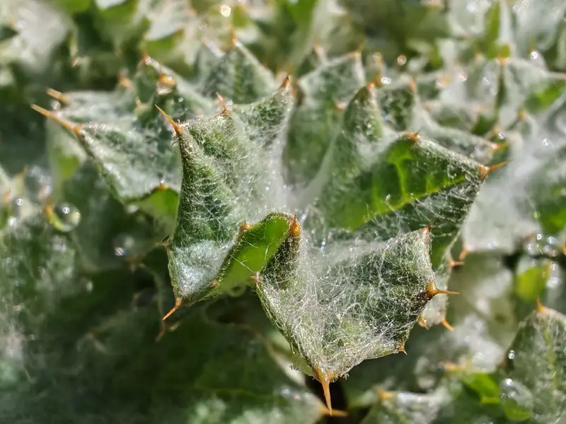 флагман HONOR Magic 6 Pro, блок камер у HONOR Magic 6 Pro, фото - Новости Zakon.kz от 08.04.2024 12:52