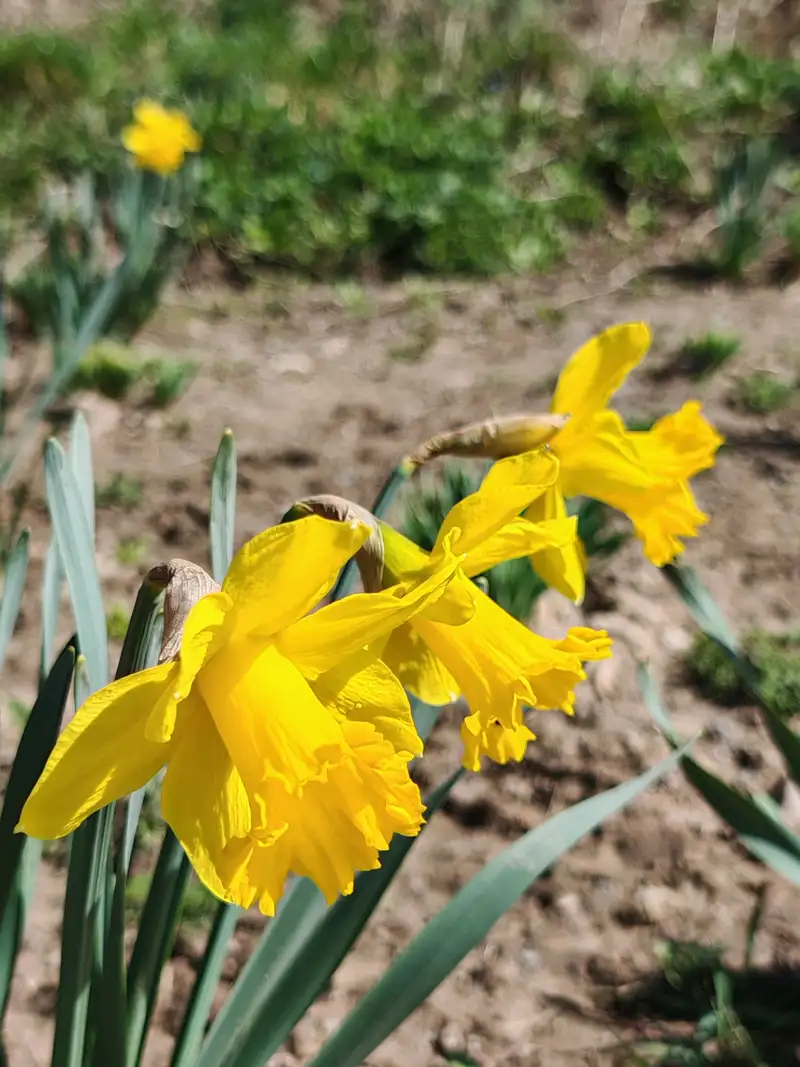 HONOR Magic 6 Pro, фото - Новости Zakon.kz от 08.04.2024 12:52