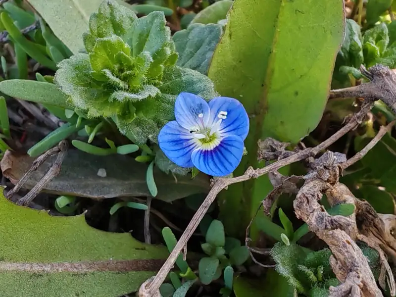 смартфон китайского производителя HONOR Magic 6 Pro, фото - Новости Zakon.kz от 08.04.2024 12:52