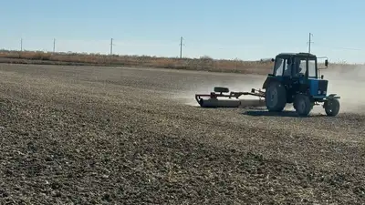 Ячмень, пшеница, люцерна: как налаживают кормопроизводство в Кызылординской области