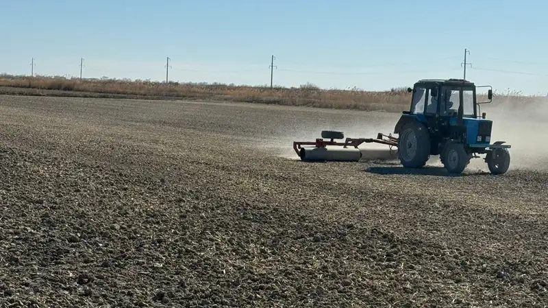 Ячмень, пшеница, люцерна: как налаживают кормопроизводство в Кызылординской области