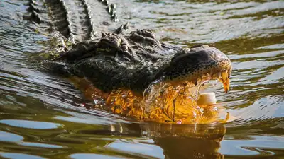 Российские таможенники не пропустили в Казахстан крокодила