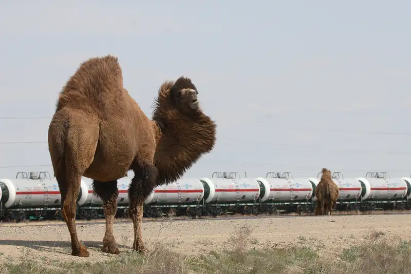 В Казахстане отмечают День геолога: как зарождалась наука и, какие месторождения до сих пор кормят страну, фото - Новости Zakon.kz от 07.04.2024 11:21