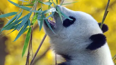 Животные, фото - Новости Zakon.kz от 06.04.2024 03:54