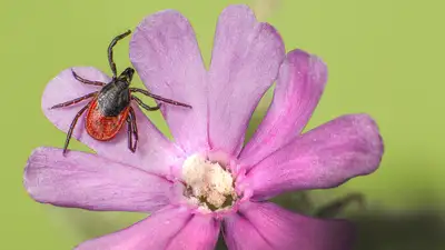 Клещи активизировались в Шымкенте, фото - Новости Zakon.kz от 06.04.2024 12:27