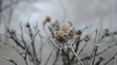 В Астане ожидается снег, в Алматы и Шымкенте – сильные дожди: прогноз от &quot;Казгидромета&quot;, фото - Новости Zakon.kz от 08.04.2024 16:34
