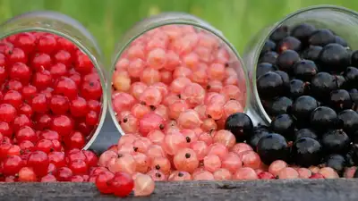 Лимонад, фото - Новости Zakon.kz от 09.04.2024 03:58