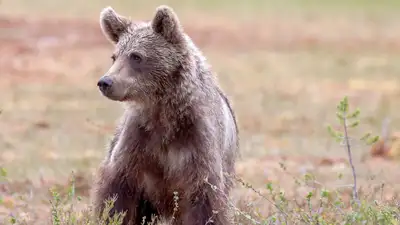 В зоопарке Караганды родился бурый медвежонок, фото - Новости Zakon.kz от 08.04.2024 16:37