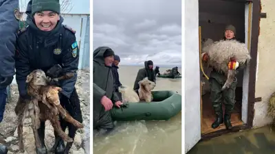 Как владельцам животных получить выплаты за потери во время паводков, фото - Новости Zakon.kz от 10.04.2024 12:30