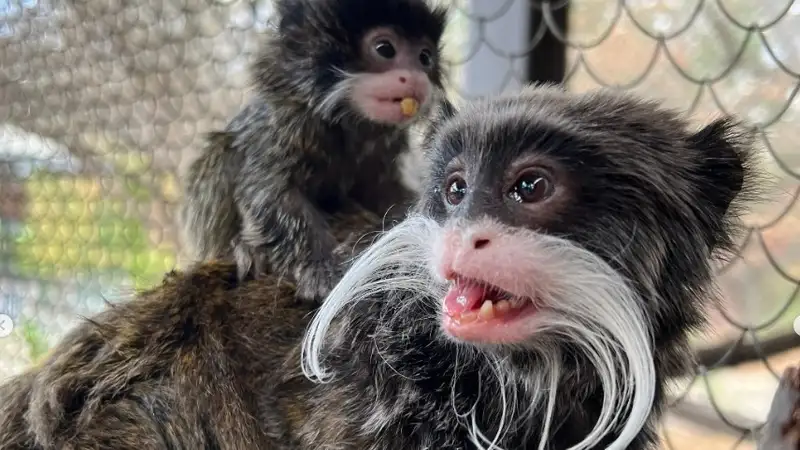 Зоопарк показал реакцию животных на солнечное затмение