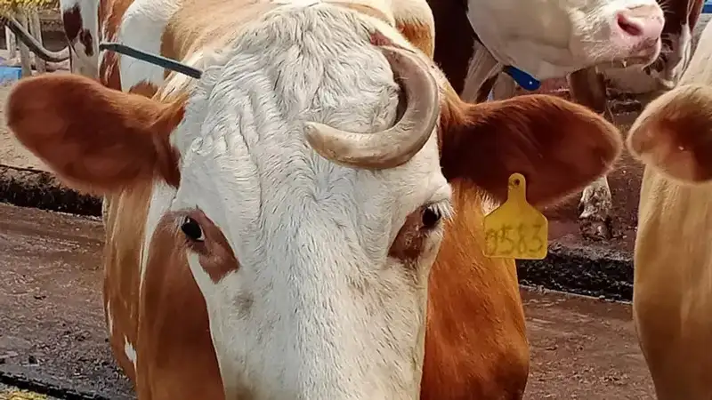 Серьезные нарушения в сфере ветеринарии выявили прокуроры Жамбылской области