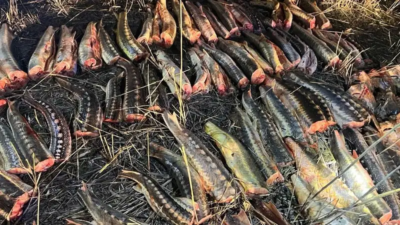 Полтонны осетра изъяли полицейские в ходе ОПМ "Бекіре"