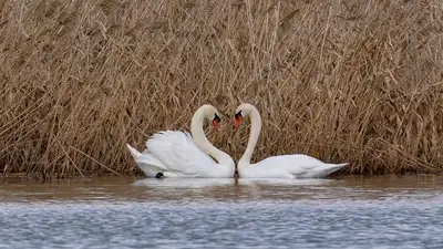 Краснокнижные птицы прилетели в Астану, фото - Новости Zakon.kz от 12.04.2024 09:35