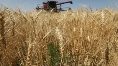 В Казахстане продлили запрет на ввоз пшеницы