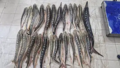 осетр, рыба, ОПМ, полиция, фото - Новости Zakon.kz от 12.04.2024 19:20