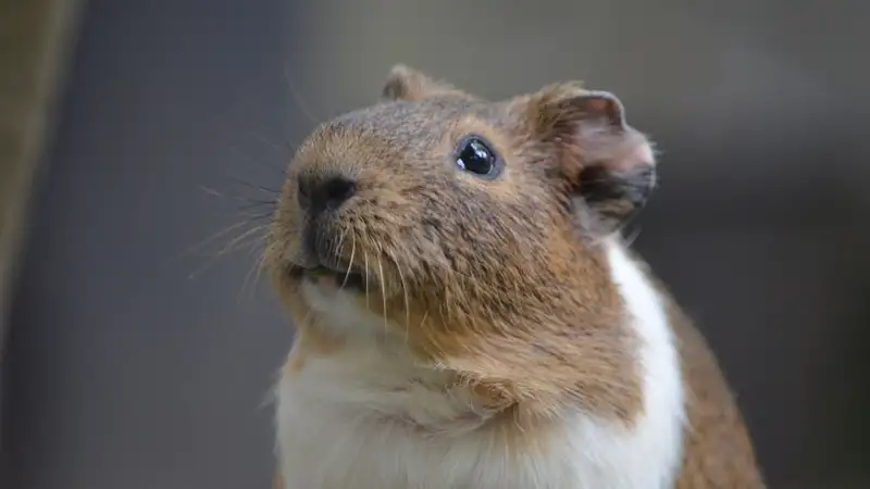 "Операция" по спасению хомяка умилила казахстанцев