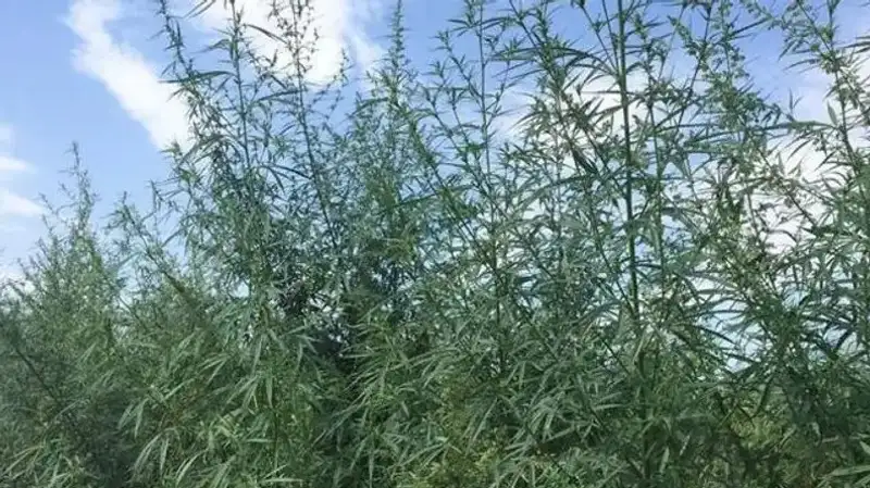 Возможность легализации конопли обсуждают в Кыргызстане