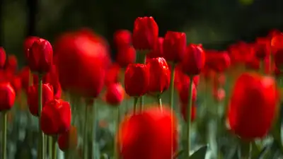 Штраф в размере 11 млн тенге грозит студентке за срыв тюльпанов, фото - Новости Zakon.kz от 15.04.2024 23:31