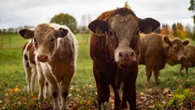 Карантин ввели в трех селах Туркестанской области из-за бешенства скота