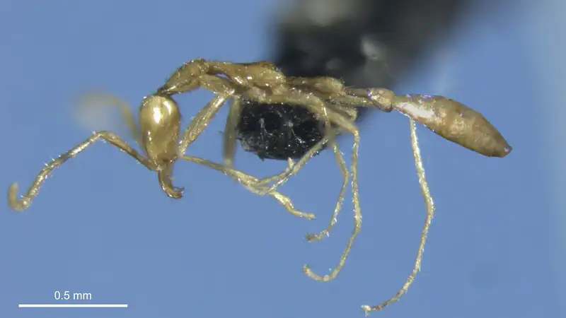 Уникальное существо обнаружили ученые и назвали его в честь Волан-де-Морта