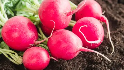 Редис: в чем польза и вред сезонного продукта, фото - Новости Zakon.kz от 16.04.2024 12:50