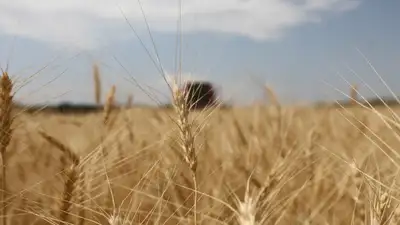Хватит ли аграриям Казахстана зерна для посевной из-за паводков , фото - Новости Zakon.kz от 16.04.2024 18:05