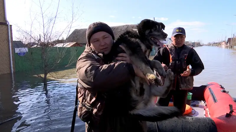 Паводки в Петропавловске, как Петропавловск борется с паводками, спасенные животные, фото - Новости Zakon.kz от 16.04.2024 17:33