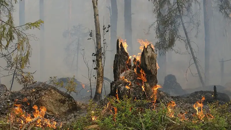 40-градусная жара накроет Казахстан летом: в МЧС опасаются лесных пожаров 