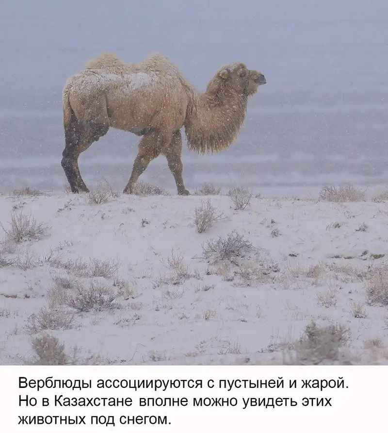 пески Арал верблюд, фото - Новости Zakon.kz от 17.04.2024 09:46