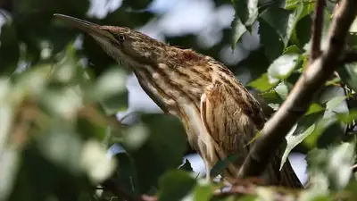 птица, фото - Новости Zakon.kz от 18.04.2024 22:32