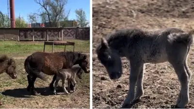 Новорожденного пони показали в зоопарке Шымкента, фото - Новости Zakon.kz от 18.04.2024 18:54