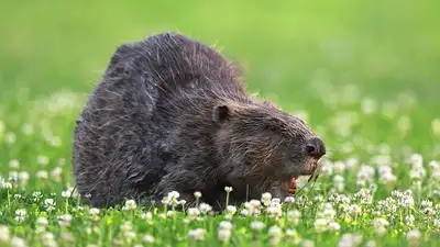 в США опасаются вспышки инфекции, фото - Новости Zakon.kz от 18.04.2024 21:03