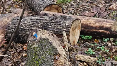 Казахстан намерен продлить запрет на вывоз отдельных видов лесоматериалов, фото - Новости Zakon.kz от 19.04.2024 15:04